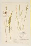 Slender Wedge Grass; Intermediate Eaton's Grass specimen