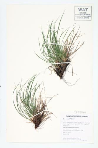 Ross's Sedge specimen