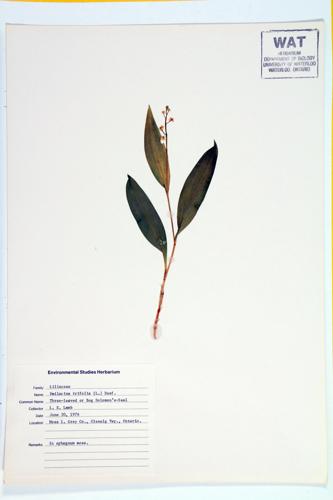 Three-leaved Solomon's Seal specimen