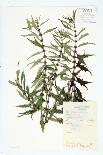 American Water-horehound specimen