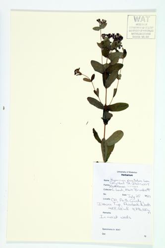 Spotted St. John's-wort; Corymbed St. John's-wort specimen