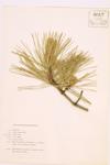 Pitch Pine; Torch Pine  specimen