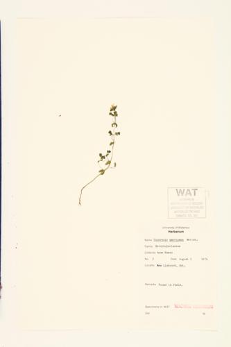 Common Eyebright; Canadian Eyebright; Hairy Eyebright  specimen