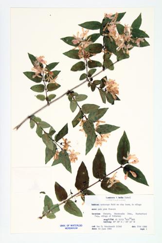 Bell's Honeysuckle specimen