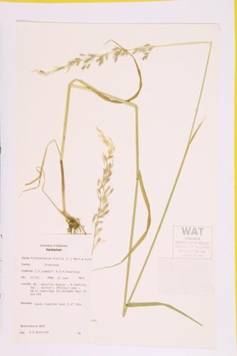 Tall Oatgrass; False Oat Grass specimen