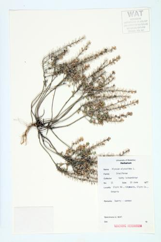 Small Alyssum; Yellow Alyssum  specimen