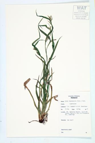 Finely-nerved Sedge; Few-nerved Wood Sedge; Neverless Woodland Sedge specimen