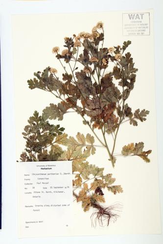 Feather-few; Common Feverfew specimen