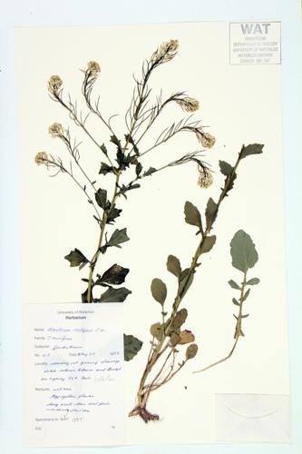 Yellow Rocket; Common Winter-cress specimen