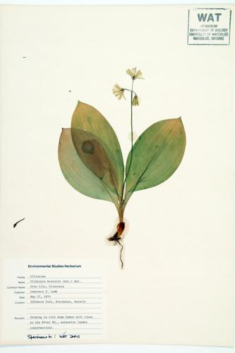 Bluebead-lily; Yellow Clintonia  specimen