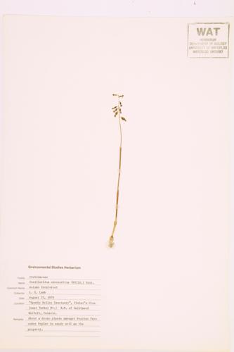 Autumn Coral-root specimen