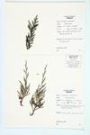 Eastern Red Cedar; Red Cedar specimen