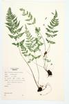 Fragile Fern; Fragile Bladder Fern; Brittle Bladder Fern specimen