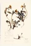 Canadian Lousewort; Head Betony; Canada Wood-betony  specimen