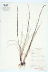 Marsh Arrow-grass specimen