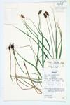 Crested Sedge; Crested Oval Sedge specimen