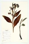 Common Comfrey; Healing-herb specimen