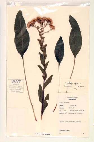 Rigid Goldenrod;  Stiff-leavedGoldenrod specimen