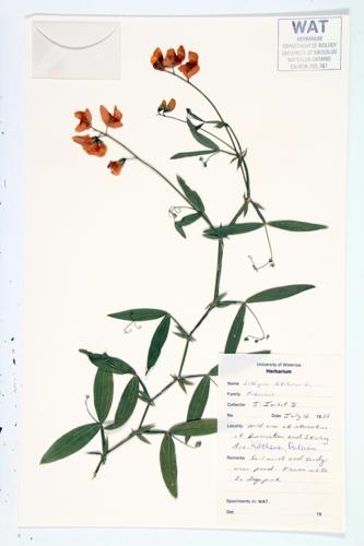 Everlasting Pea; Everlasting Peavine specimen