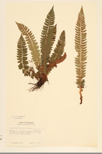 Holly Fern; Northern Holly Fern specimen