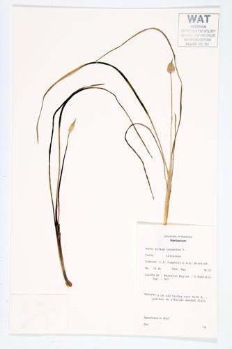 Canada Garlic specimen