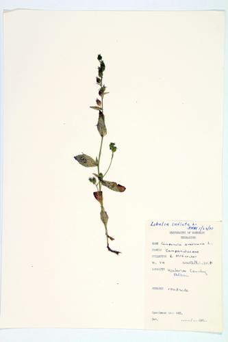 Wild Tobacco; Indian Tobacco specimen