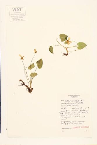 Marsh Blue Violet specimen