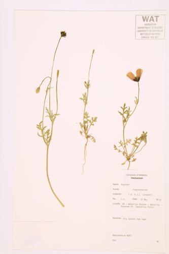 Poppy specimen