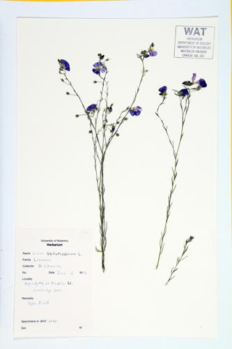 Linseed; Flax specimen