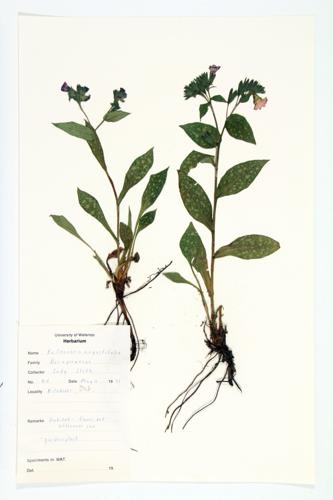 Johnson's Blue Lungwort specimen