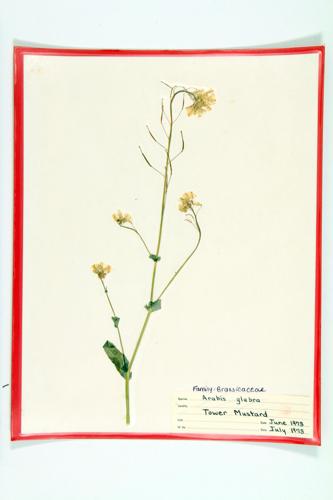 Tower Mustard; Tower Cress specimen