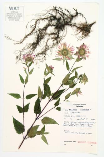 Wild Bergamot; Wild Horsemint specimen