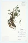 Pennsylvania Bitter-cress specimen