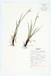 Narrow-leaved Blue-eyed-grass; Slender Blue-eyed Grass specimen