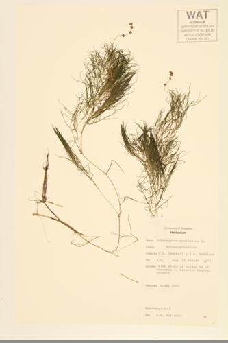 Fennel -leaved Pondweed; Sago Pondweed specimen