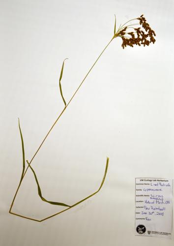 Lined Bulrush specimen