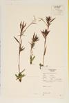 Acuminate Panic Grass; Panic Grass specimen