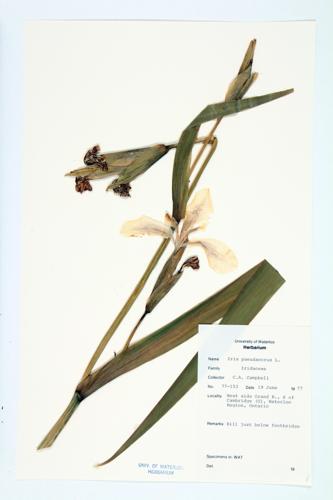 Yellow Flag;  Yellow Iris; Sword-flag specimen