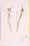 Small reed grass specimen