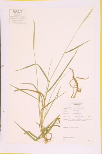 Quack Grass; Creeping Wild Rye specimen