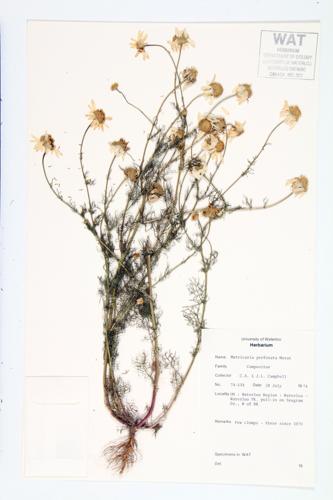 Scentless Chamomile; Corn Mayweed specimen