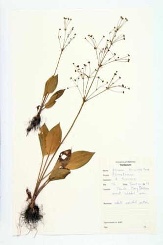 Northern Water Plantain specimen