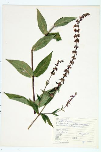 Mint specimen