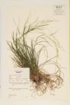 Grove Meadow Grass; Woodland Poa  specimen