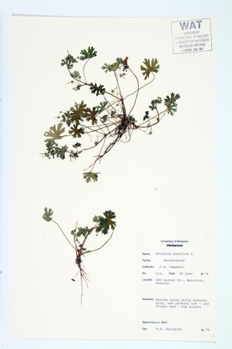 Small-flowered Geranium; Small-flowered Crane's-bill specimen