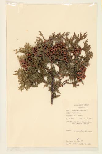 Eastern White Cedar; Arbor-vitae specimen