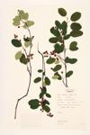 Smooth Serviceberry; Allegheny Serviceberry; Smooth Shadbush specimen