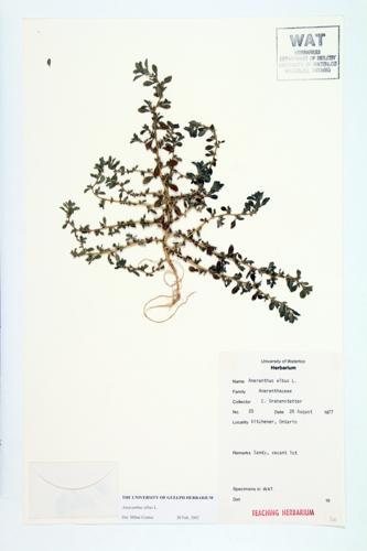 Tumble Pigweed;  White Tumble weed specimen