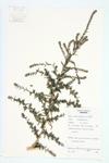 Summer Cypress; Kochia  specimen