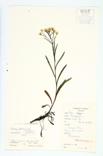 Prairie Goldenrod;  Upland White Goldenrod specimen